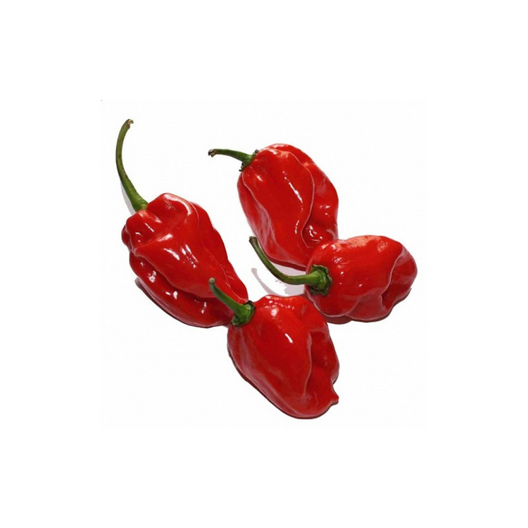 Habanero Red x 4Kg