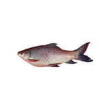 Fisk rohu 2kg+ x 20kg