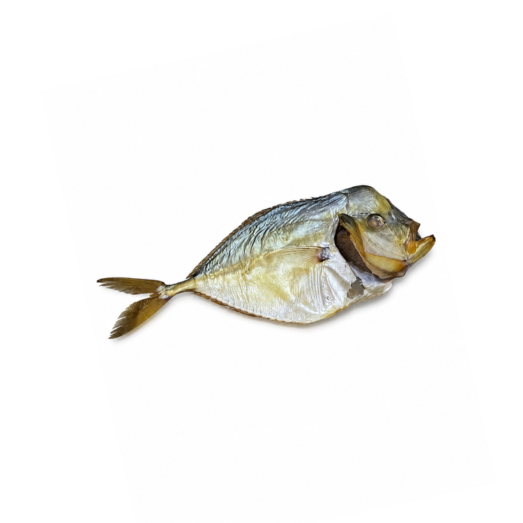 Schultheiss Spiny Mackerel/Womer 3,9kg